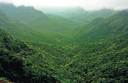 The forests of Amboli.