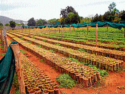 Sandalwood saplings at a forest department nursery on Manadavadi road in Mysore.  DH Photo