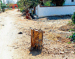 Remains of a tree felled at a layout in Chamarajanagar. dh photo