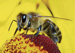 DRAWING BEES:  Plants are known to go to great lengths to attract pollinators.  (PHOTO: Getty Images)