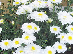 IN FULL BLOOM Every home in Hulemalagi has at least 20 varieties of chrysanthemums. (Photo by the author)