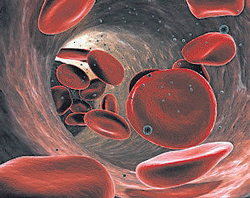 White blood cells help control levels of red blood cells