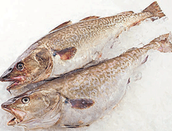 Fish protein can prevent cancer growth