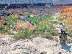 Alarming With borewells running dry, the outskirts of the City will soon turn arid.
