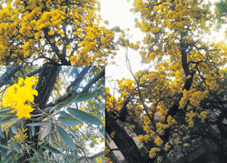 Bursts of sunshine: The tabebuia that blooms in March brings a special charm to the City.(PHOTOS BY THE AUTHOR)