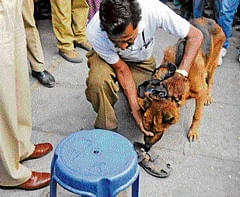 A sniffer dog in action at the crime scene where Shravan Kumar, owner of the jewellery shop, was killed.  DH&#8200;PHoto