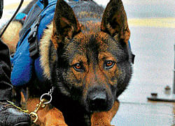 The dogs serving with the bomb disposal squads include 45 Labradors, seven Cocker Spaniels, five Doberman and two German Shepherds.