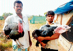 Suresh displays his turkeys at his farm in Srirangapatna in Mandya district. DH PHOTO