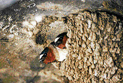 Survival mantra: Cliff swallows have evolved to overcome human-related challenges. (Photo: US AIr Force via NYT)