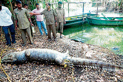 Carcass of a crocodile that was found dead at Ranganathittu bird sanctuary in Srirangapatna. DH PHOTO
