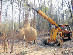 A crane was pressed into service to lift the carcass of the elephant. dh photo