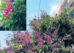 Lagerstroemia.  Photos by the author