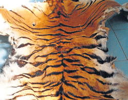 Tiger pelt was seized by the officials in Kerala. DH Photo