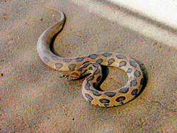 From the snakes poison, scientists have isolated a protein called Russelobin, which has high potential to come up as a new drug for cardiovascular diseases.