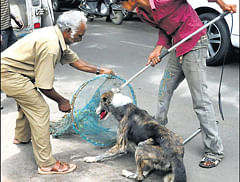 Right solution? The BBMP workers catching a stray dog.