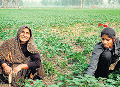 Without even stepping off their fields, women farmers in Uttar Pradesh now have access to expert advice through an agri-helpline service on everything from solutions to crop-related problems to information on the fertilisers and seeds available and where to sell produce.