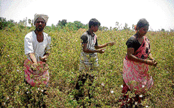 COTTON TRUTHS North Karnatakas rich black soil suits cotton cultivation.(photos by the author)