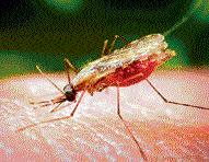 Malaria therapy  loses efficacy, raises concern