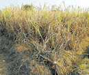 Dried up sugarcane crop in district. dh photo