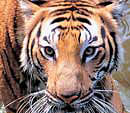 Lovelorn tiger sneaks into zoo