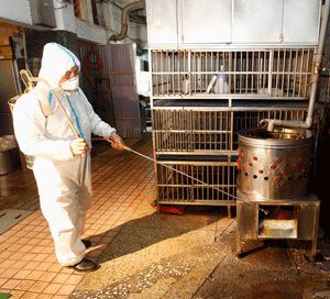A janitor sprays disinfectant at empty chicken cages in a traditional market in New Taipei city April 29, 2013. A 53-year-old Taiwan businessman has contracted the H7N9 strain of bird flu while travelling in China, Taiwan's Health Department said last Wednesday, the first reported case outside of mainland China. REUTERS