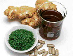 Healing: Ginger is a herbal medicine to treat stomach and respiratory tract  disorders.