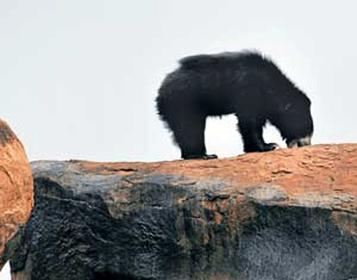 Inquiry ordered into bear attack  in Odisha