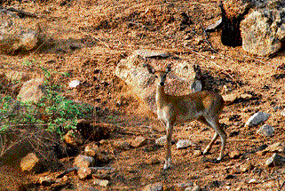 Lesser Known Species: The four-horned antelope. (Photo courtesy: K S Abdul Samad)