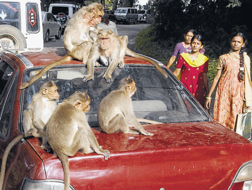 Monkey business no laughing matter in HMT Layout