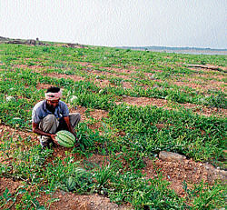 All's Not Lost: While depleting water levels at KRS has given a scare to residents of Mysore and Bangalore, Swami, a farmer from Anandur village of Mysore taluk has cashed in on the situation by growing water melons at the banks of the reservoir. DH PHOTO by Prashanth H G