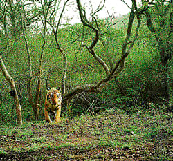 In the spotlight A tiger captured by an automatic camera at the BRT reserve.