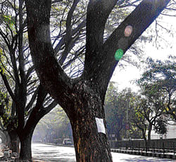 KSPCB's tree census plan a cry in wilderness