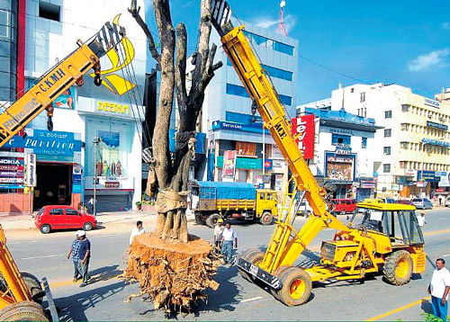 fruitless: The trees translocated at Manekshaw Parade Ground from MG Road to facilitate the work on Namma Metro in 2007, have died. dh file photo