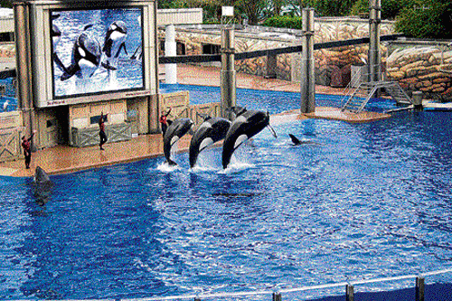 Dolphin parks like the one in Florida (above) won't be opened in India.