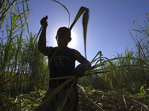 sugarcane: Reuters file image