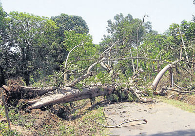 Heavy rains lash N R Pura