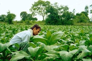 A file photo of a farmer in a tobacco field. Reuters