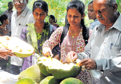Visitors at the jackfruit mela organised by the University of Agricultural Sciences in association with Tubagere Jackfruits Grower's Association in Bangalore on Thursday. DH photo