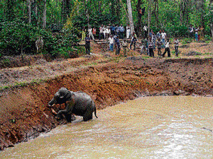 Trapped: A wild elephant caught in the marsh was rescued at Siddapur in Kodagu district  on Sunday. DH Photo