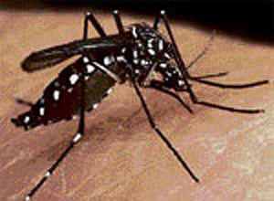 Contingency plans to curb dengue