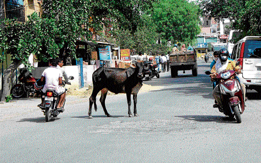 Worrisome&#8200;: Cows and bulls roam the streets of Noida strewing garbage, blocking traffic and even causing accidents.