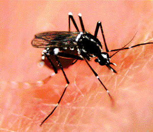 76 dengue cases in City, three dead  in State