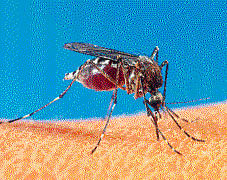 14 chikungunya cases reported