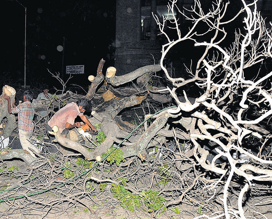 BBMP workers clear branches of the tree that was uprooted due to rains at KR Circle on Monday. DH Photo