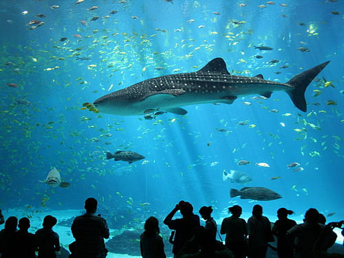 shark: Wikipedia file image