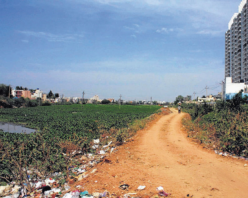 Money mania:The BBMP wanted to asphalt this road which  divides the lake into two.