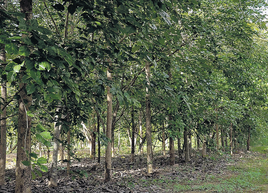 mission afforestation: The once vacant land beside the office of the Superintendent of Police in Haveri is now a teakwood park, thanks to Siddanna's efforts. dh Photo