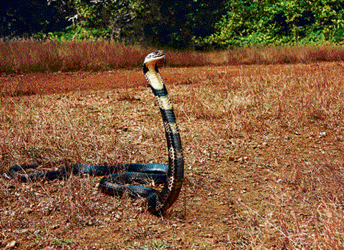 AWE-INSPIRING The king cobra is not categorised as an endangered species, but habitat loss is a constant threat. (Photos courtesy:  Harish Shanthi Kumar)