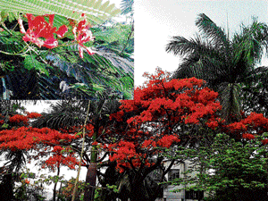 In full bloom: The gulmohar and copper pod tree (below).  (Photos by the author)