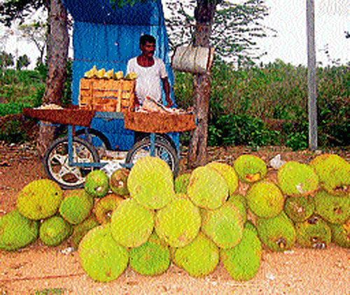 Jackfruits for sale at a junction in Chamarajanagar district. dh photos
